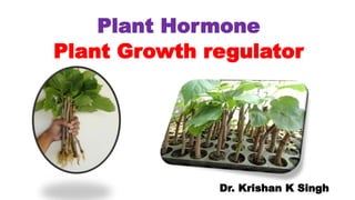 Plant Hormone
Plant Growth regulator
Dr. Krishan K Singh
 