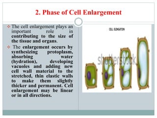 2. Phase of Cell Enlargement
 The cell enlargement plays an
important role in
contributing to the size of
the tissue and organs.
 The enlargement occurs by
synthesizing protoplasm,
absorbing water
(hydration), developing
vacuoles and adding new
cell wall material to the
stretched, thin elastic walls
to make them slightly
thicker and permanent. Cell
enlargement may be linear
or in all directions.
 