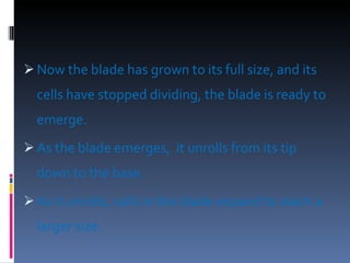 Now the blade has grown to its full size, and its cells have stopped dividing, the blade is ready to emerge.  As the blade emerges,  it unrolls from its tip down to the base. As it unrolls, cells in the blade expand to reach a larger size.  