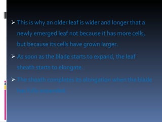 This is why an older leaf is wider and longer that a newly emerged leaf not because it has more cells, but because its cells have grown larger.  As soon as the blade starts to expand, the leaf sheath starts to elongate.   The sheath completes its elongation when the blade has fully expanded.     
