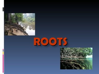 ROOTS 