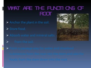 WHAT ARE THE FUNCTIONS OF ROOT Anchor the plant in the soil.  Store food.  Absorb water and mineral salts  from the soil.  Form a passage way for water and dissolved substances from the root into the stem and also for foods from the stem down into the root.  