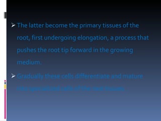 The latter become the primary tissues of the root, first undergoing elongation, a process that pushes the root tip forward in the growing medium.  Gradually these cells differentiate and mature into specialized cells of the root tissues. 