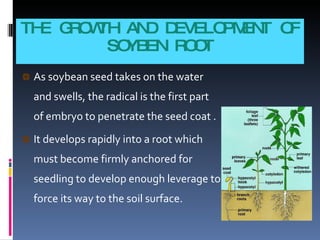 THE GROWTH AND DEVELOPMENT OF SOYBEN ROOT As soybean seed takes on the water and swells, the radical is the first part of embryo to penetrate the seed coat .  It develops rapidly into a root which must become firmly anchored for seedling to develop enough leverage to force its way to the soil surface.  