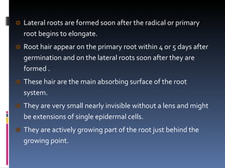 Lateral roots are formed soon after the radical or primary root begins to elongate.  Root hair appear on the primary root within 4 or 5 days after germination and on the lateral roots soon after they are formed .  These hair are the main absorbing surface of the root system.  They are very small nearly invisible without a lens and might be extensions of single epidermal cells.  They are actively growing part of the root just behind the growing point.  