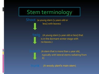 Shoot   (a young stem [1 years old or    less] with leaves)   twig  (A young stem [1 year old or less] that      is in the dormant winter stage with     no leaves.)   branch  (A stem that is more than 1 year old,    typically with lateral stems radiating from    it) (A woody plant's main stem) trunk   Stem terminology 