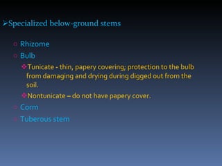 Specialized below-ground stems Rhizome Bulb Tunicate  -  thin, papery covering; protection to the bulb from damaging and drying during digged out from the soil.   Nontunicate  –  do not have papery cover. Corm Tuberous stem   
