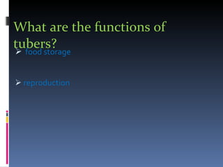 What are the functions of tubers? food storage reproduction 