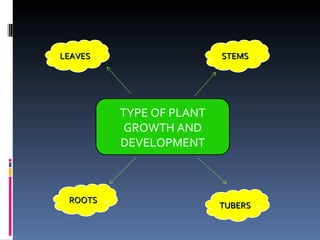 TYPE OF PLANT GROWTH AND DEVELOPMENT LEAVES TUBERS ROOTS STEMS 