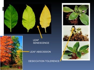 LEAF SENESCENCE   DESICCATION TOLERENCE LEAF ABSCISSION 