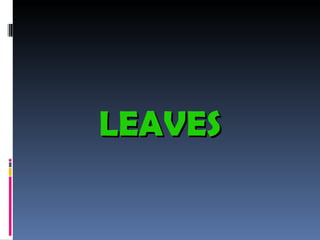 LEAVES 