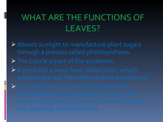 WHAT ARE THE FUNCTIONS OF LEAVES? Absorb sunlight to manufacture plant sugars through a process called photosynthesis. The cuticle is part of the epidermis.  It produces a waxy layer called cutin, which protects the leaf from dehydration and disease. Special epidermal cells called guard cells regulate the passage of water, oxygen, and carbon dioxide into and out of the leaf through tiny openings called stomata. 
