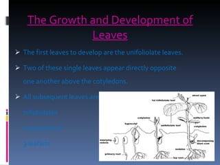 The Growth and Development of Leaves The first leaves to develop are the unifoliolate leaves. Two of these single leaves appear directly opposite one another above the cotyledons.  All subsequent leaves are  trifoliolates comprised of  3 leaflets. 