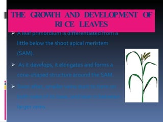 THE GROWTH AND DEVELOPMENT OF RICE LEAVES A leaf primordium is differentiated from a little below the shoot apical meristem (SAM).  As it develops, it elongates and forms a cone-shaped structure around the SAM.   Soon after, smaller veins start to form on both sides of its base, and later in between larger veins.   