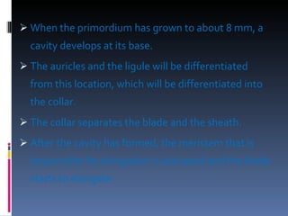 When the primordium has grown to about 8 mm, a cavity develops at its base.  The auricles and the ligule will be differentiated from this location, which will be differentiated into the collar. The collar separates the blade and the sheath.  After the cavity has formed, the meristem that is responsible for elongation is activated and the blade starts to elongate. 