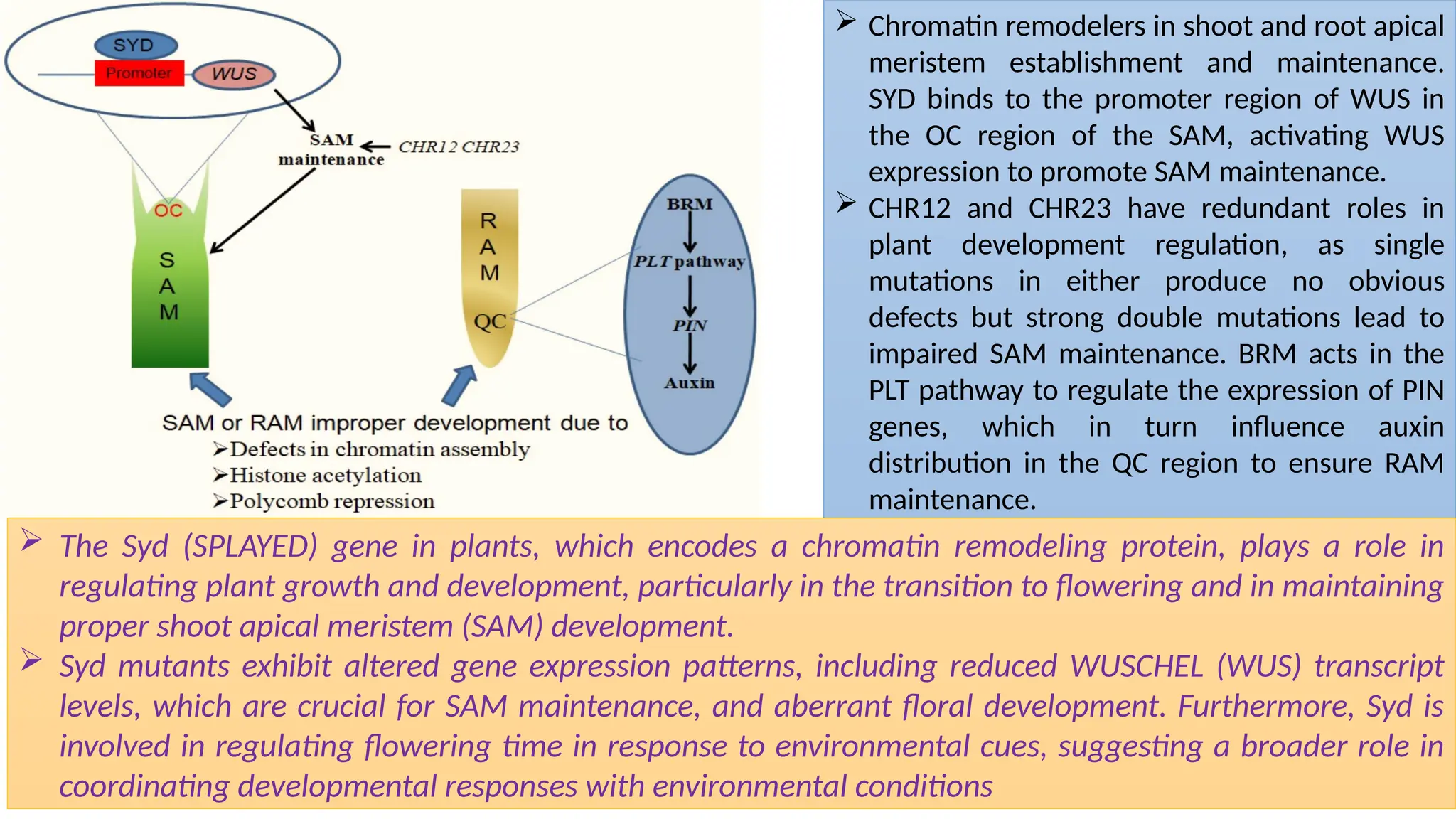 Plant Growth and Development-Part I, ppt.pptx