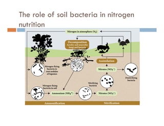 The role of soil bacteria in nitrogen
t itinutrition
 