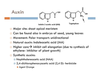 Auxin
Major site: shoot apical meristem
Can be found also in embryo of seed young leavesCan be found also in embryo of seed, young leaves
Movement: Polar transport: unidirectional
Natural auxin: Indoleacetic acid (IAA)Na u a au : do eace c ac d ( )
Higher conc inhibit cell elongation (due to synthesis of
ethylene- inhibitor of plant growth)
Synthetic auxins:
Naphthaleneacetic acid (NAA)
2 4 di hl h ti id (2 4 D) h bi id2,4-dichlorophenoxyacetic acid (2,4 D)- herbicide
Agent Orange
 