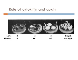 Role of cytokinin and auxiny
 