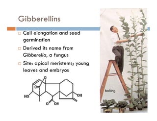 Gibberellins
Cell elongation and seed
germination
Derived its name from
Gibberella, a fungus
Site: apical meristems; young
leaves and embryos
bolting
 
