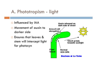 A. Phototropism - lightp g
Influenced by IAAInfluenced by IAA
Movement of auxin to
darker sidedarker side
Ensures that leaves &
stem will intercept lightstem will intercept light
for photosyn
 