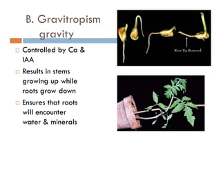 B. Gravitropism
itgravity
Controlled by Ca &y
IAA
Results in stems
growing up while
roots grow down
Ensures that roots
will encounter
water & minerals
 