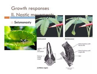 Growth responses
II N ti tII. Nastic movements
SeismonastySeismonasty
 