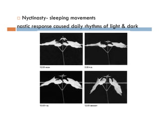 Nyctinasty- sleeping movements
nastic response caused daily rhythms of light & dark
 
