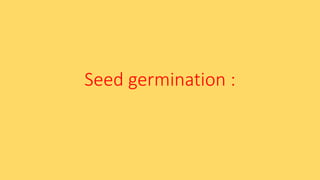 Seed germination :
 