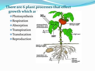 There are 6 plant processes that effect
growth which are….
Photosynthesis
Respiration
Absorption
Transpiration
Translocation
Reproduction
 
