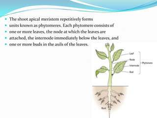  The shoot apical meristem repetitively forms
 units known as phytomeres. Each phytomere consists of
 one or more leaves, the node at which the leaves are
 attached, the internode immediately below the leaves, and
 one or more buds in the axils of the leaves.
 