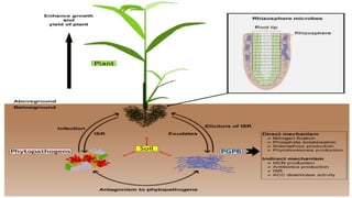 plant growth promoting bacteria - MB PPT | PPTX
