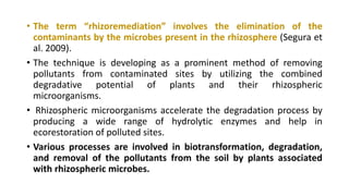 • The term “rhizoremediation” involves the elimination of the
contaminants by the microbes present in the rhizosphere (Segura et
al. 2009).
• The technique is developing as a prominent method of removing
pollutants from contaminated sites by utilizing the combined
degradative potential of plants and their rhizospheric
microorganisms.
• Rhizospheric microorganisms accelerate the degradation process by
producing a wide range of hydrolytic enzymes and help in
ecorestoration of polluted sites.
• Various processes are involved in biotransformation, degradation,
and removal of the pollutants from the soil by plants associated
with rhizospheric microbes.
 