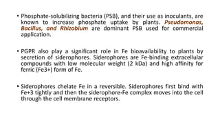 • Phosphate-solubilizing bacteria (PSB), and their use as inoculants, are
known to increase phosphate uptake by plants. Pseudomonas,
Bacillus, and Rhizobium are dominant PSB used for commercial
application.
• PGPR also play a significant role in Fe bioavailability to plants by
secretion of siderophores. Siderophores are Fe-binding extracellular
compounds with low molecular weight (2 kDa) and high affinity for
ferric (Fe3+) form of Fe.
• Siderophores chelate Fe in a reversible. Siderophores first bind with
Fe+3 tightly and then the siderophore-Fe complex moves into the cell
through the cell membrane receptors.
 