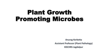 Plant Growth
Promoting Microbes
Anurag Kerketta
Assistant Professor (Plant Pathology)
KDCHRS Jagdalpur
 