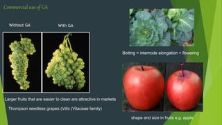 plant growth regulator ,PGR ppt.pptx
