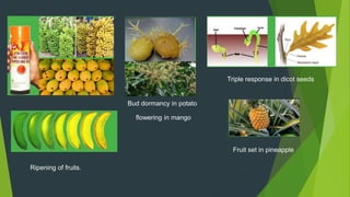 plant growth regulator ,PGR ppt.pptx