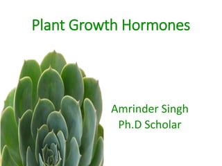 Plant Growth Hormones
Amrinder Singh
Ph.D Scholar
 