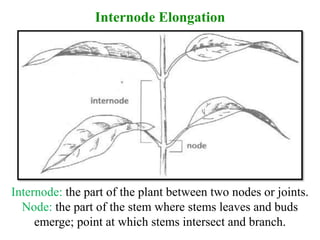 Internode Elongation
Internode: the part of the plant between two nodes or joints.
Node: the part of the stem where stems leaves and buds
emerge; point at which stems intersect and branch.
 