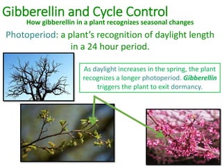 Gibberellin and Cycle Control
How gibberellin in a plant recognizes seasonal changes
Photoperiod: a plant’s recognition of daylight length
in a 24 hour period.
As daylight increases in the spring, the plant
recognizes a longer photoperiod. Gibberellin
triggers the plant to exit dormancy.
 