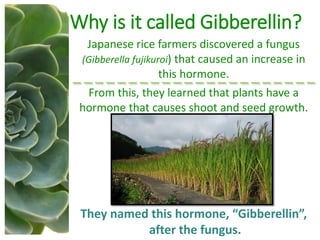 Why is it called Gibberellin?
Japanese rice farmers discovered a fungus
(Gibberella fujikuroi) that caused an increase in
this hormone.
From this, they learned that plants have a
hormone that causes shoot and seed growth.
They named this hormone, “Gibberellin”,
after the fungus.
 