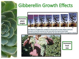 Gibberellin Growth Effects
Increases
plant
height
Increases
fruit
size
 