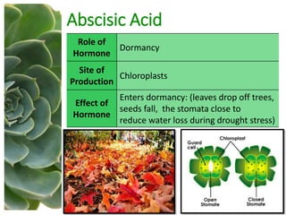 Abscisic Acid
Role of
Hormone
Dormancy
Site of
Production
Chloroplasts
Effect of
Hormone
Enters dormancy: (leaves drop off trees,
seeds fall, the stomata close to
reduce water loss during drought stress)
 