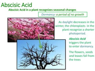 Abscisic Acid
Abscisic Acid in a plant recognizes seasonal changes
Dormancy: a period of no growth
As daylight decreases in the
winter, the chloroplasts in the
plant recognize a shorter
photoperiod.
Abscisic Acid
triggers the plant
to enter dormancy.
The flowers, seeds
and leaves fall from
the trees
 