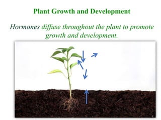 Plant Growth and Development
Hormones diffuse throughout the plant to promote
growth and development.
 