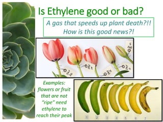 Is Ethylene good or bad?
A gas that speeds up plant death?!!
How is this good news?!
Examples:
flowers or fruit
that are not
“ripe” need
ethylene to
reach their peak
 