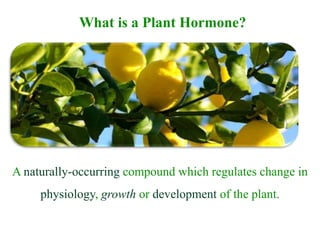 What is a Plant Hormone?
A naturally-occurring compound which regulates change in
physiology, growth or development of the plant.
 