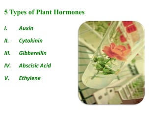 5 Types of Plant Hormones
I. Auxin
II. Cytokinin
III. Gibberellin
IV. Abscisic Acid
V. Ethylene
 