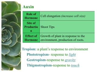 Auxin
Role of
Hormone
Cell elongation (increase cell size)
Site of
Productio
n
Shoot Tips
Effect of
Hormone
Growth of plant in response to the
environment, production of roots.
Tropism: a plant’s response to environment
Phototropism- response to light
Geotropism-response to gravity
Thigmotropism-response to touch
 