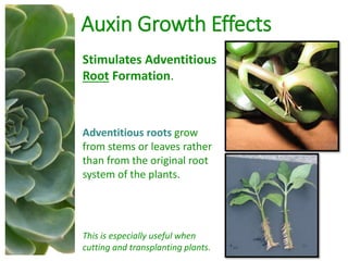 Auxin Growth Effects
Stimulates Adventitious
Root Formation.
Adventitious roots grow
from stems or leaves rather
than from the original root
system of the plants.
This is especially useful when
cutting and transplanting plants.
 